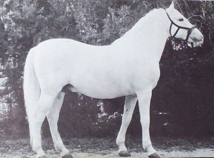 305 Conversano Dubovina