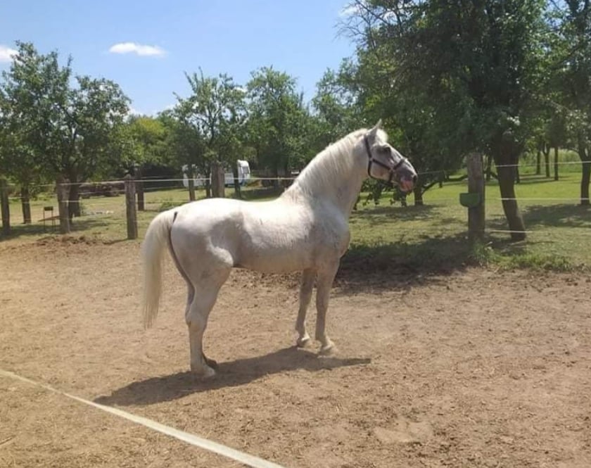 30 Siglavy Zenta XIV-1