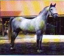 310-54 Siglavy Gaeta II