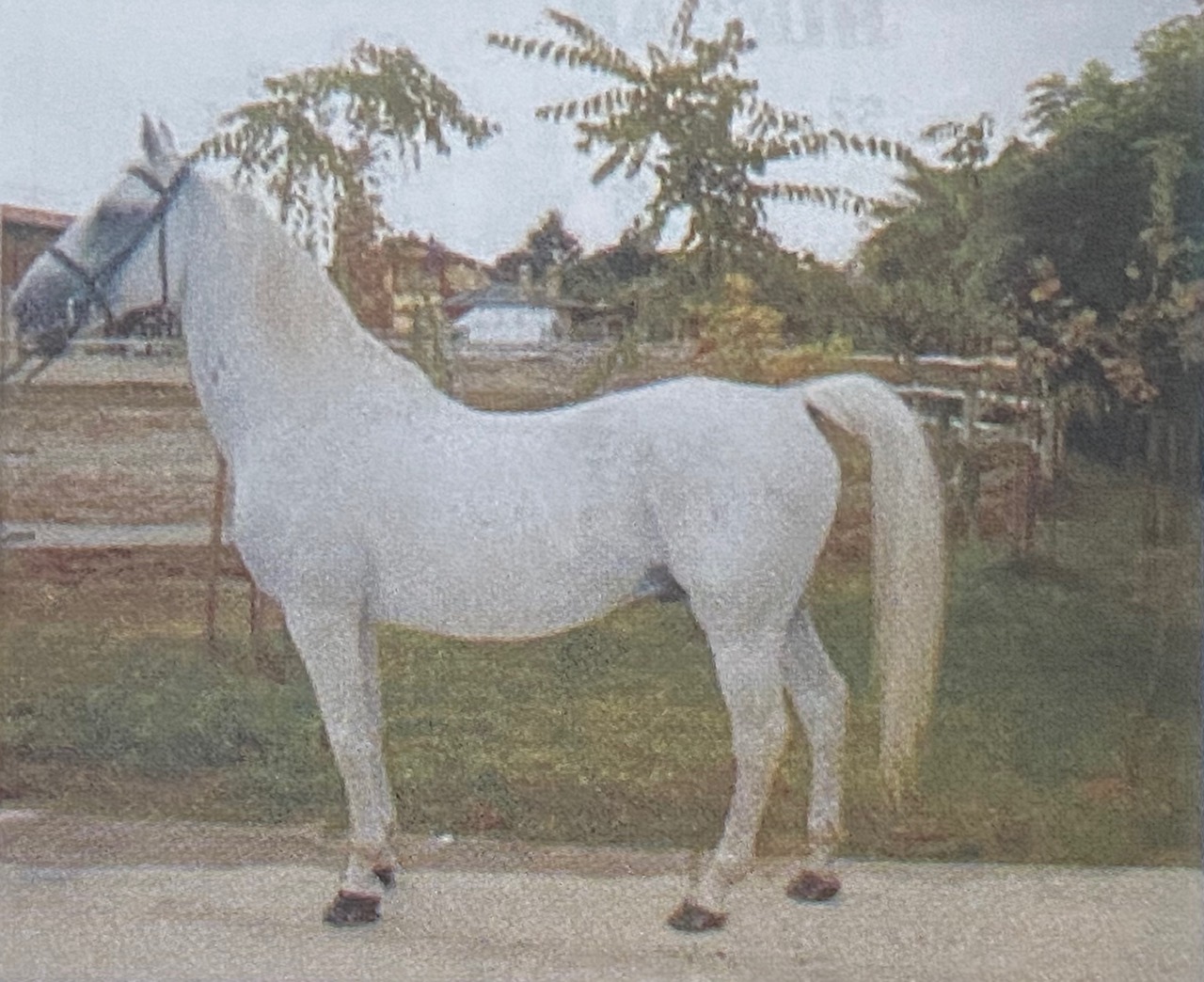 316 Siglavy Lipica VI