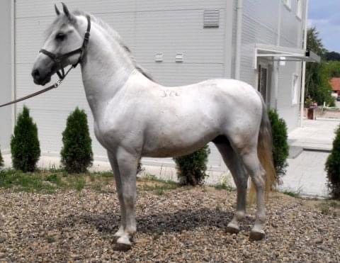 322 Conversano Brenta