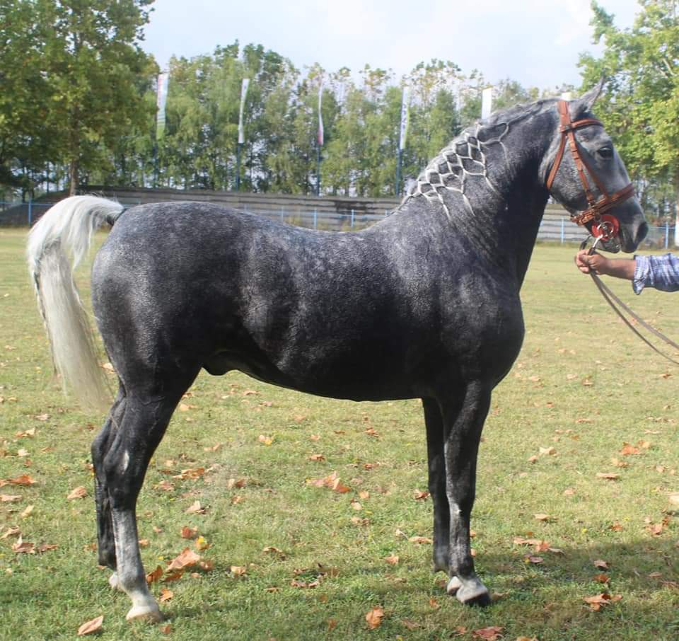 324 Pluto Santa XLII-6