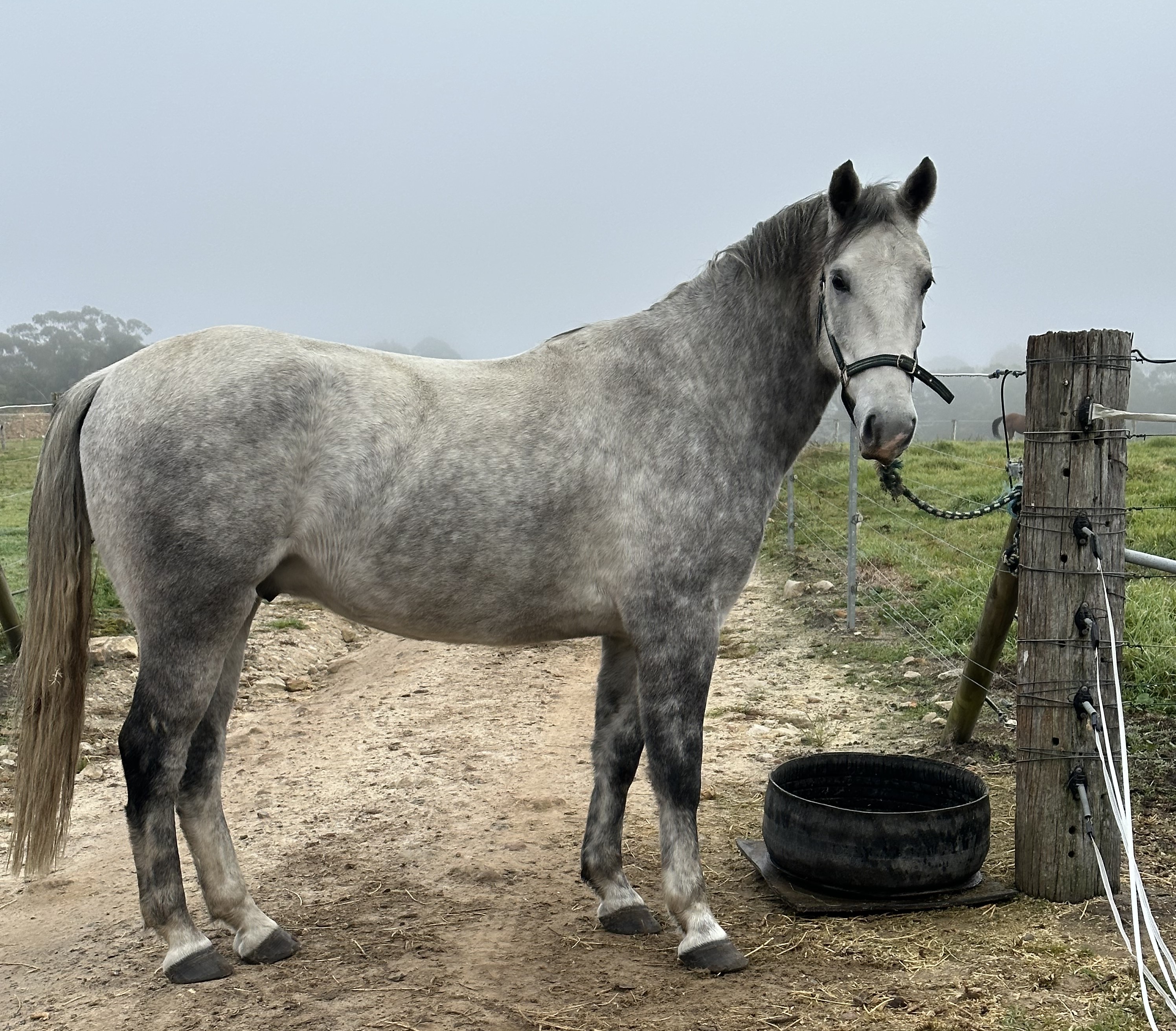 325 Maestoso Leipzig II