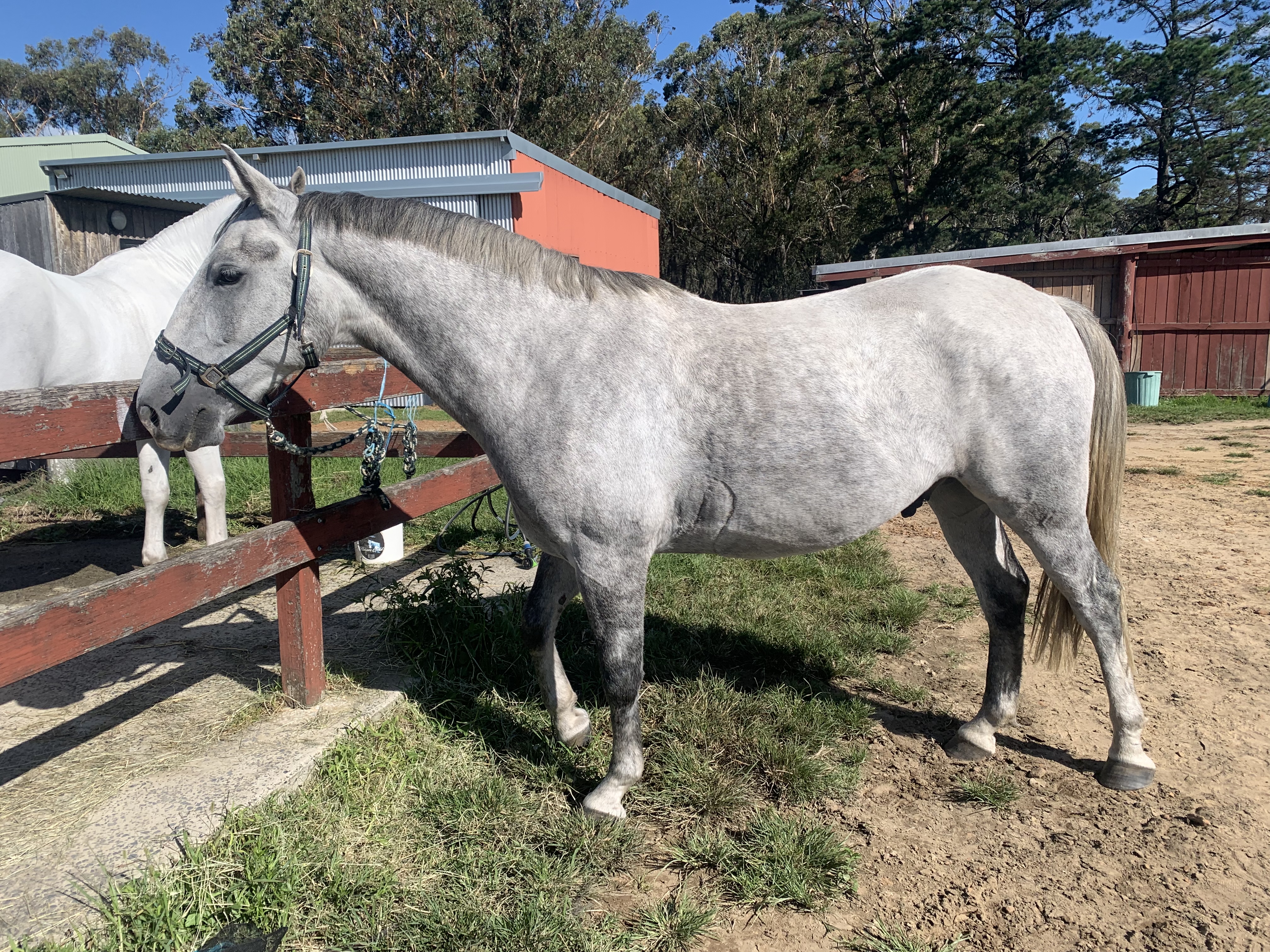 325 Maestoso Leipzig II