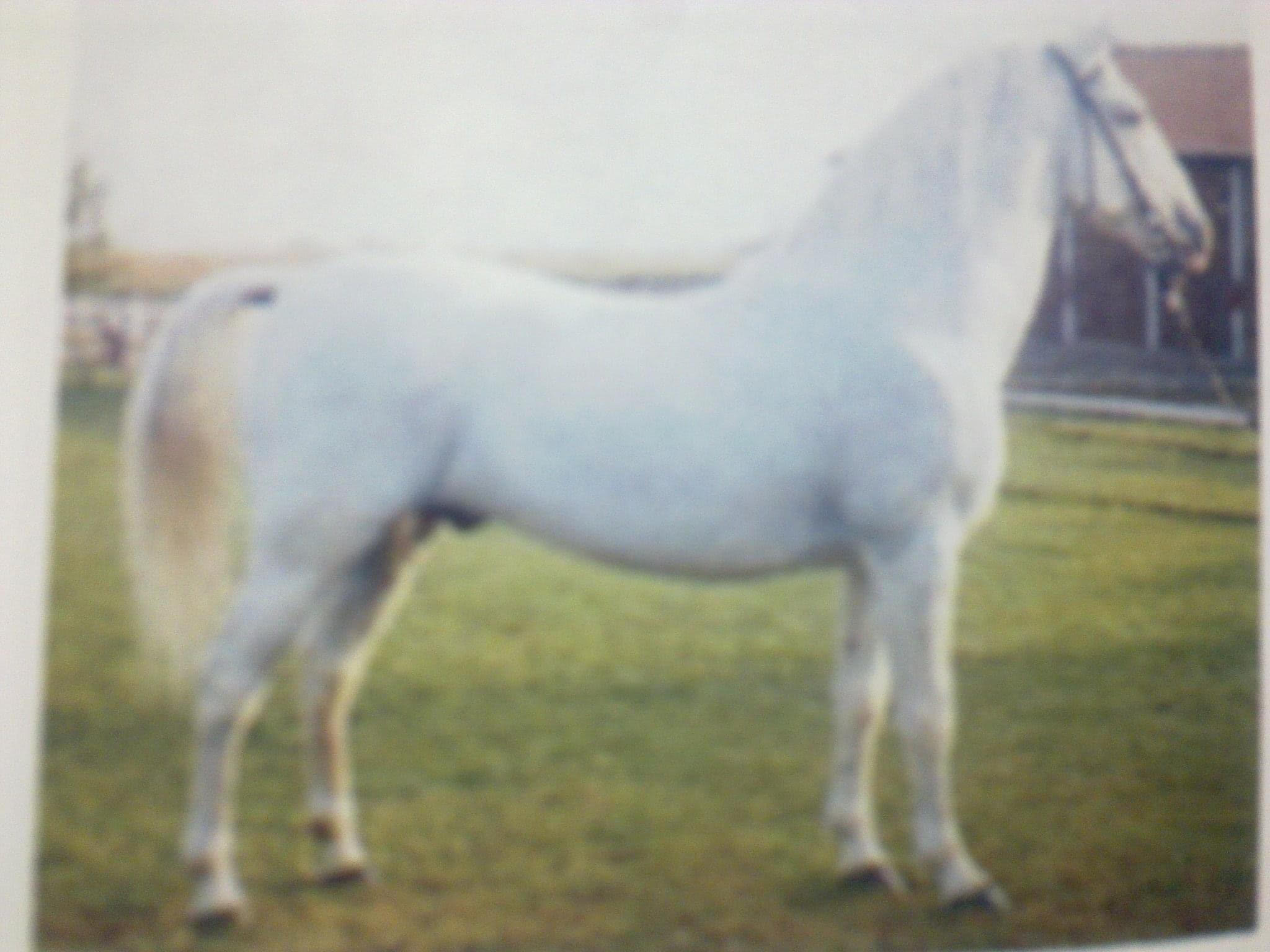 328 Siglavy Lipica X