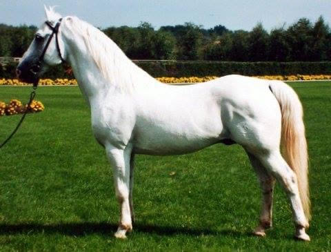 329 Siglavy Drava IX