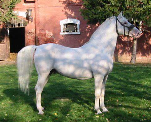 3403 Neapolitano Mahonia XII