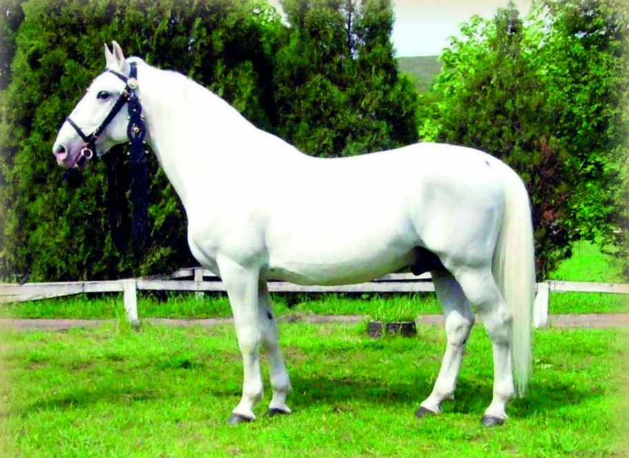 3420 Maestoso XXX-19 Mano