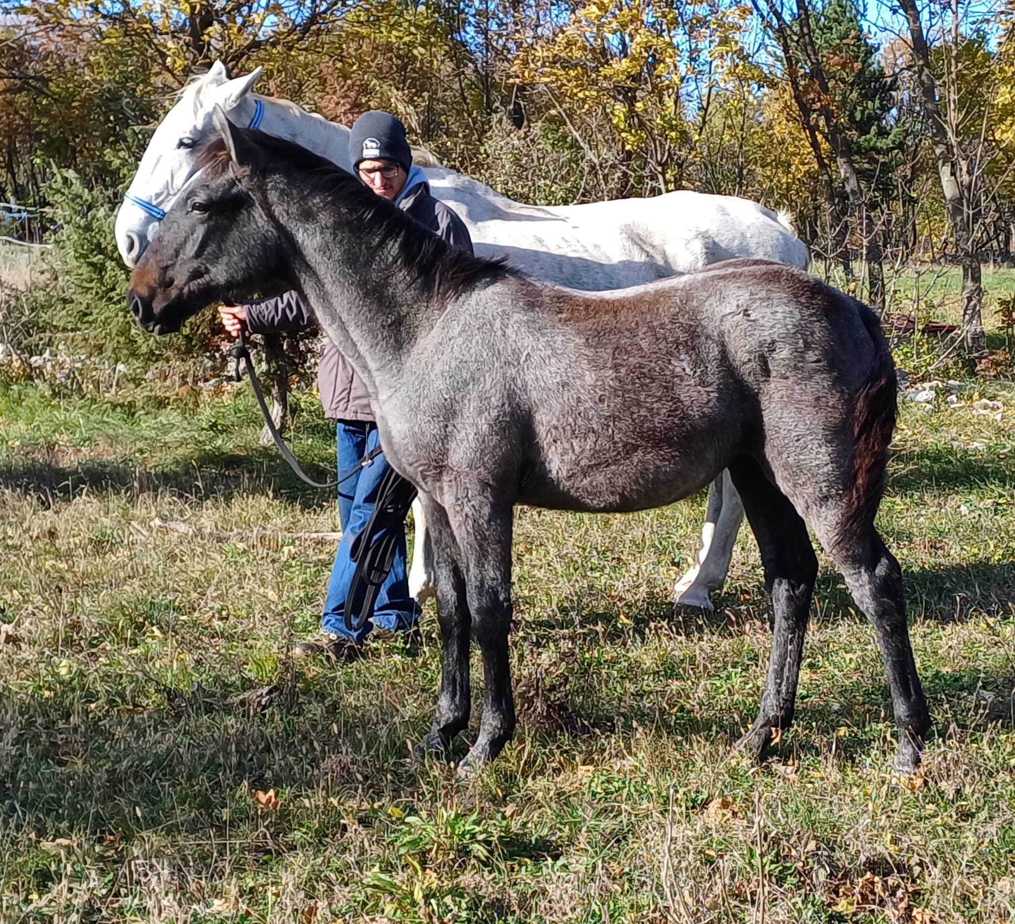 342 Maestoso Trompeta XLVI