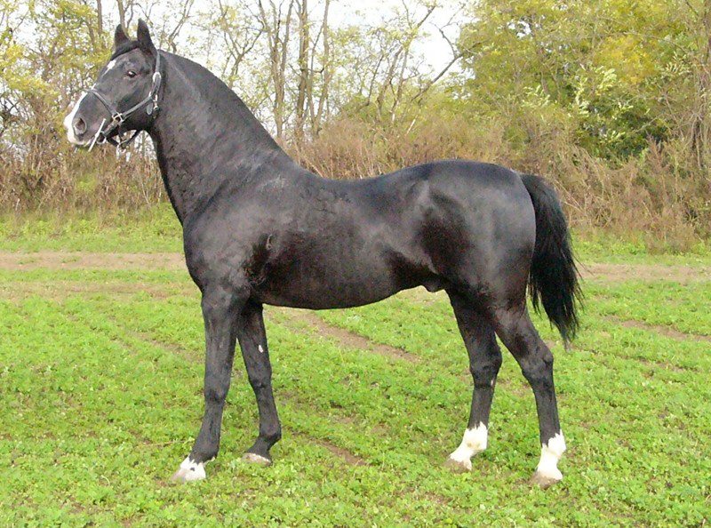 3454 Siglavy Capriola XIV-47