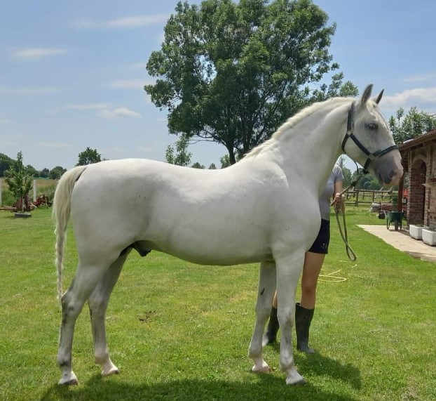 350 Maestoso Mara LVI-2