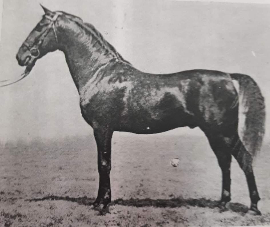 350 Neapolitano Toplica IX