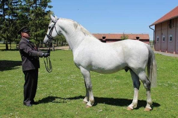 352 Tulipan Toplica XXII-2