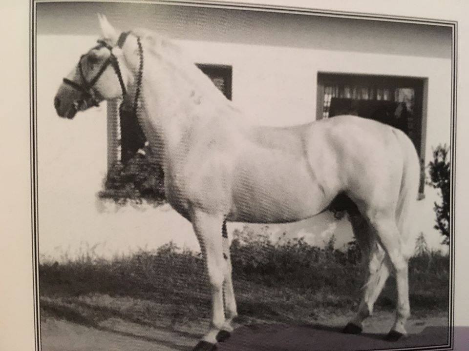 3625 Hetényegyháza Siglavy Capriola-304