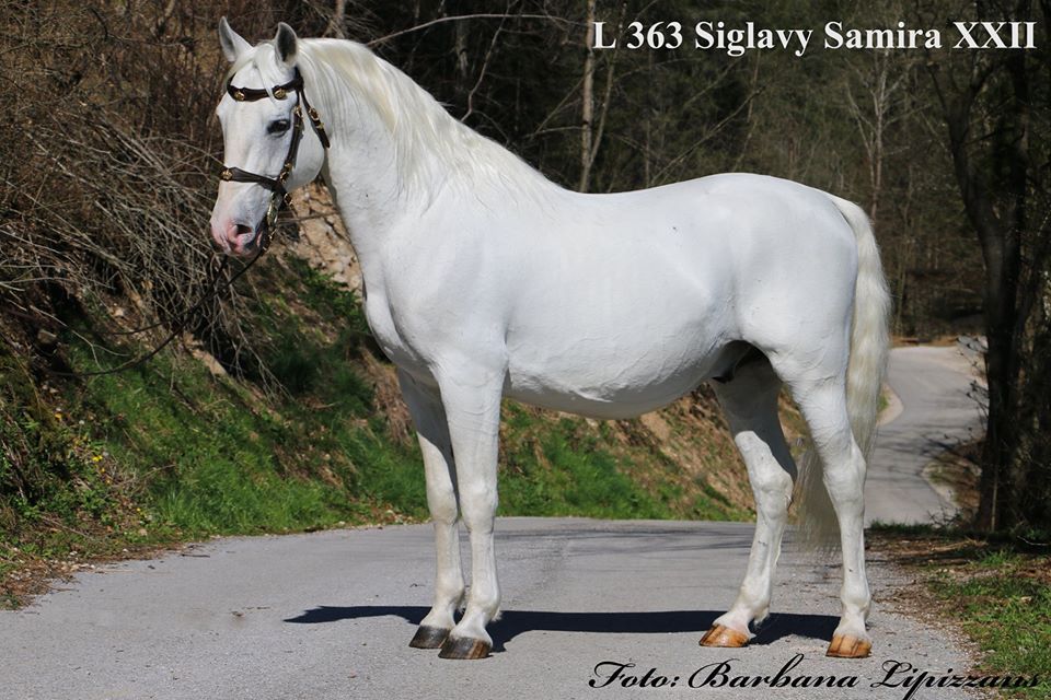 363 Siglavy Samira XXII