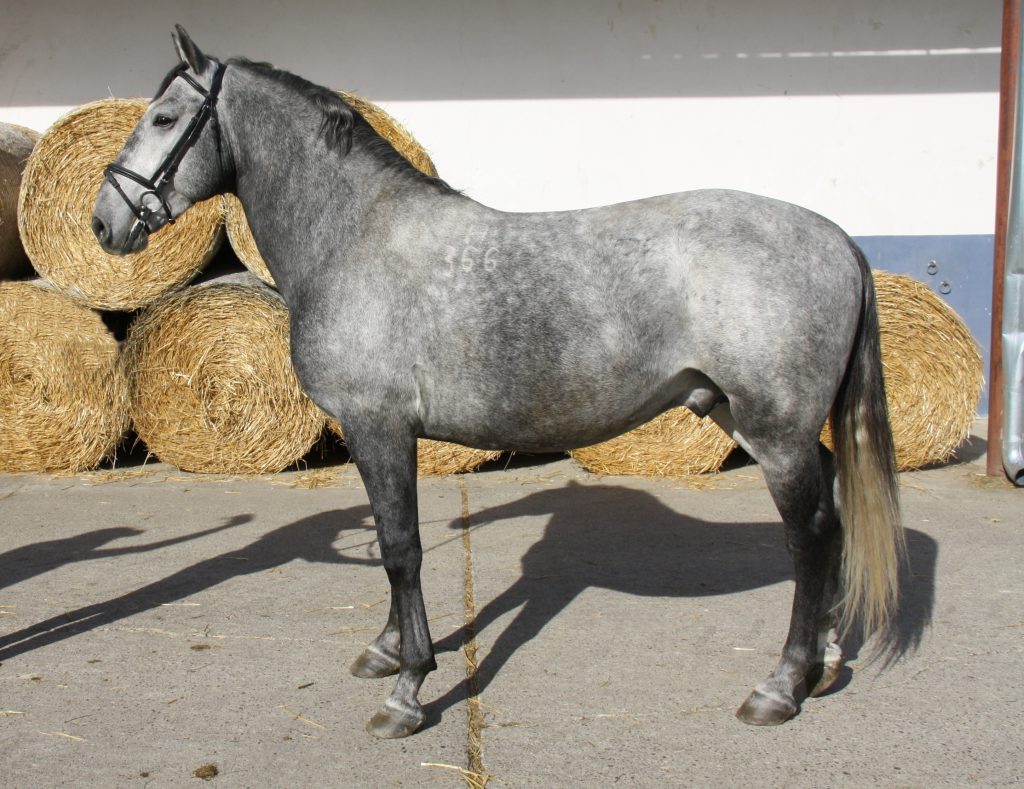 366 Neapolitano Montenegra XLIV-4