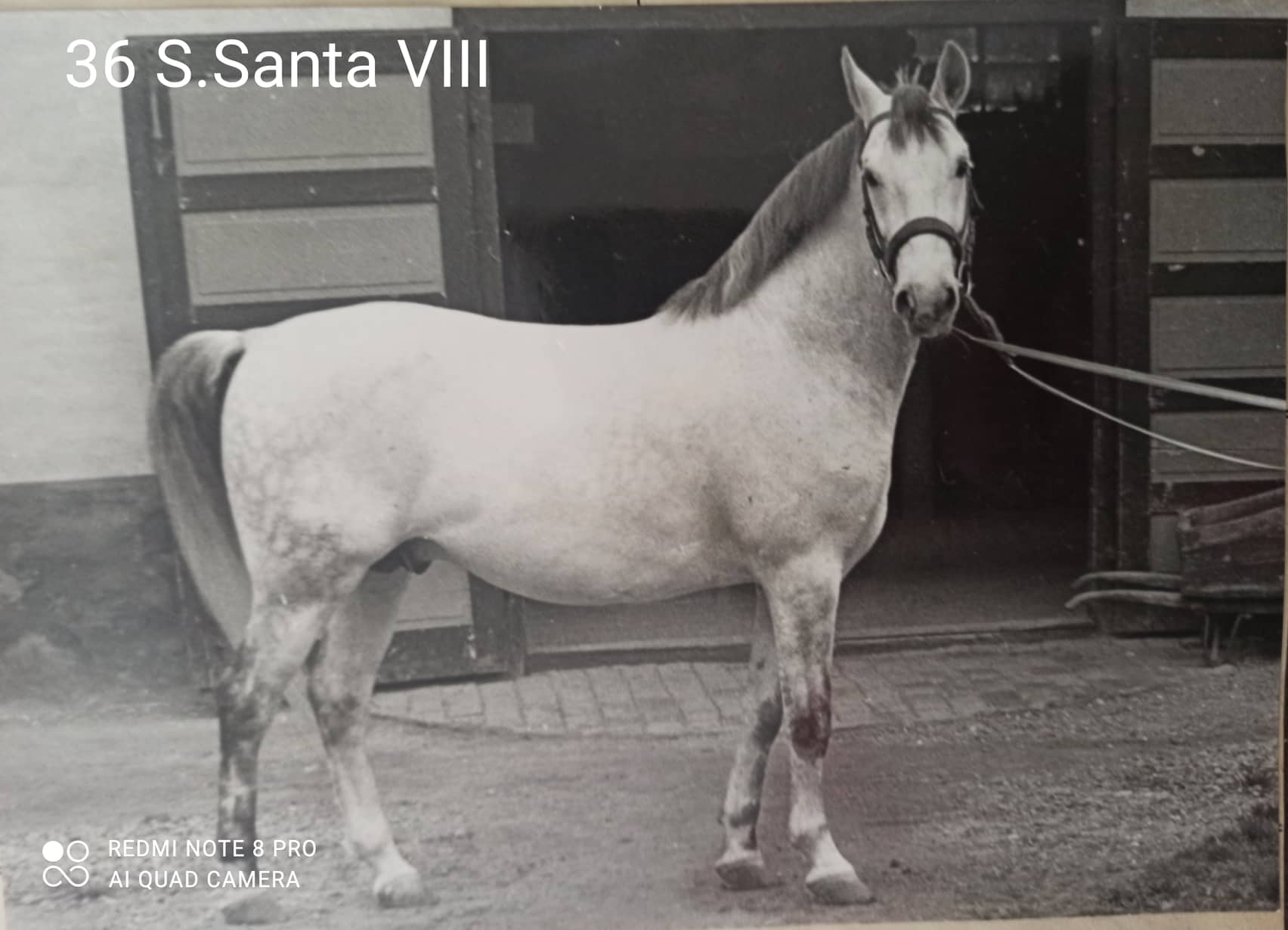 36 Siglavy Santa VIII