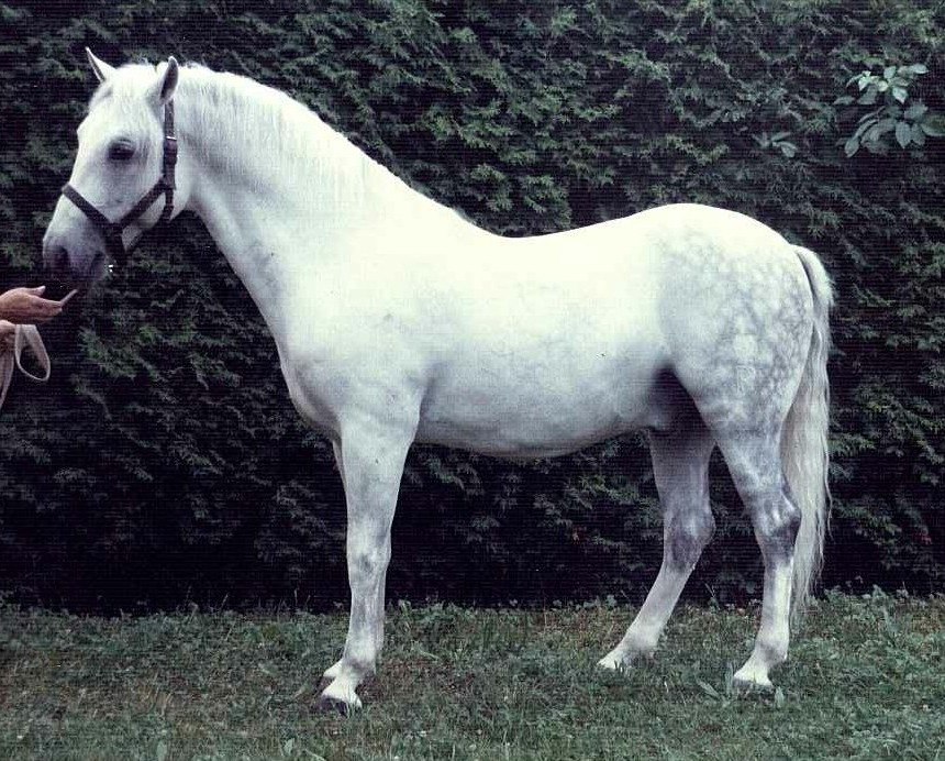 370 Pluto VIII Roviga (2027 P. XXIX)