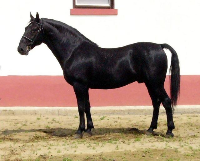 3718 Siglavy XII-3 (XVII. tm)