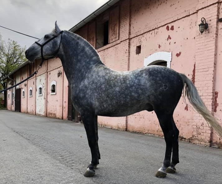 371 Favory Mima XIX-1