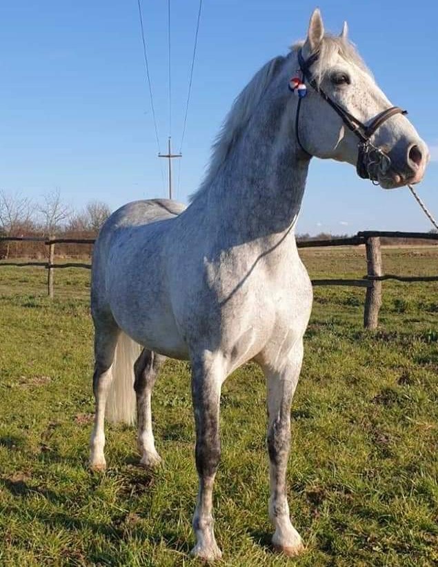 374 Favory Slavonia XXIV-2