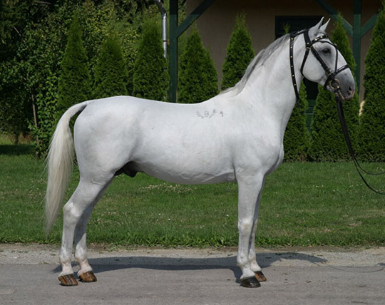 3762 Incitato XIII-2 (XIV. tm)