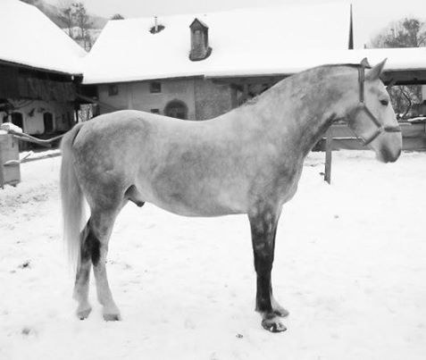 37 Maestoso Neretva XVI