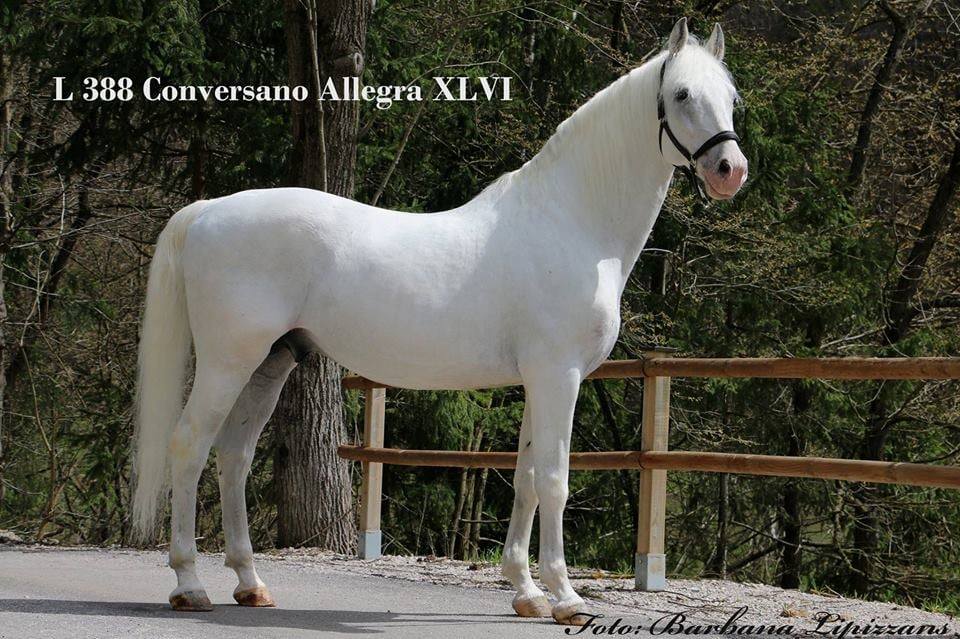 388 Conversano Allegra XLVI