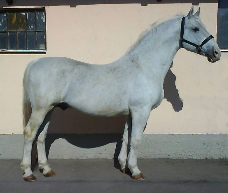 3978 Conversano XXIV-21