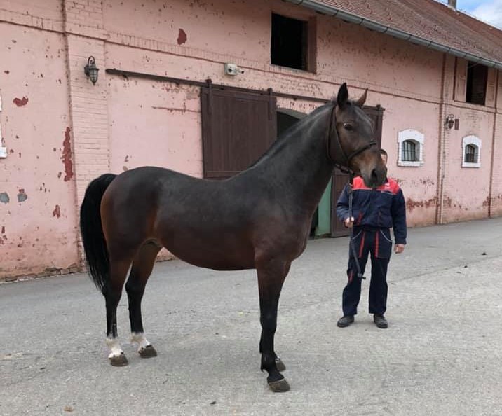 400 Maestoso Mara XIV-5