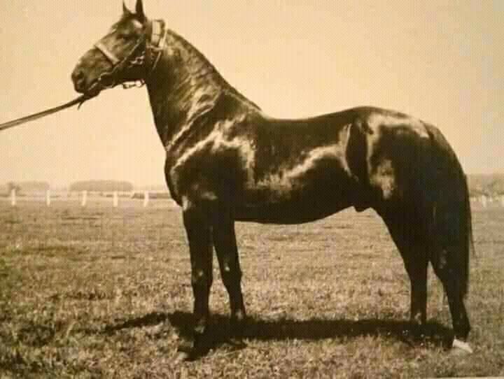 401 Tulipan Maradhat