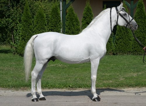 947 Favory Allegra XXVI (4101 F. XXVIII)