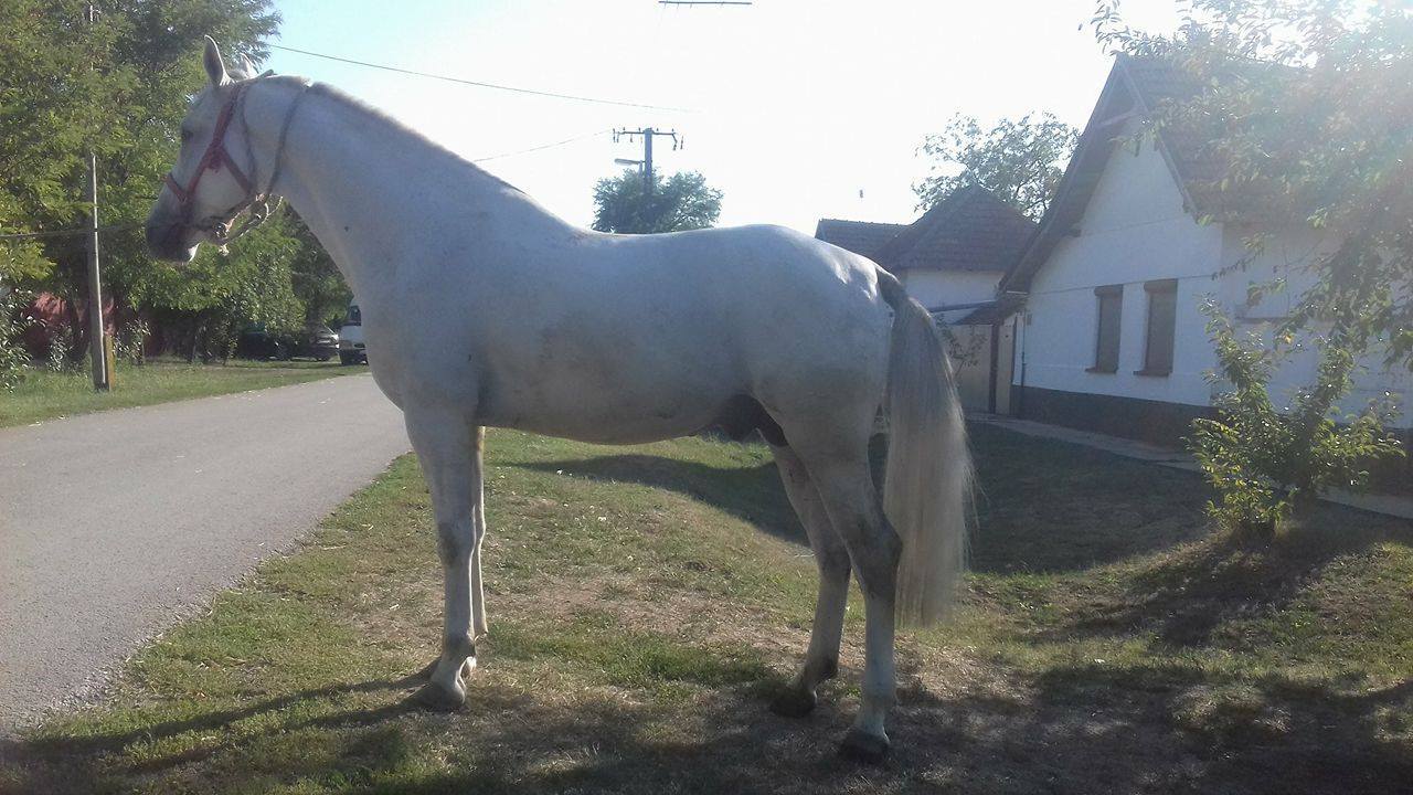 4140 Favory XIII Fáklyás