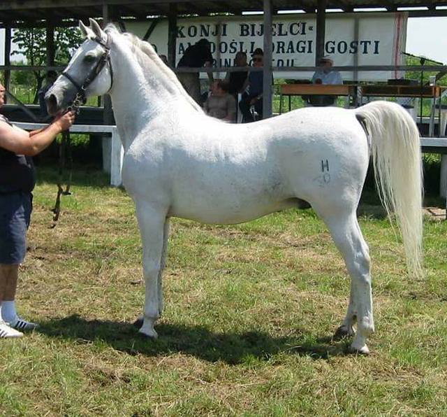 41 Conversano Toplica XXII-1