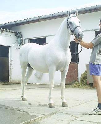 41 Conversano Toplica XXII-1