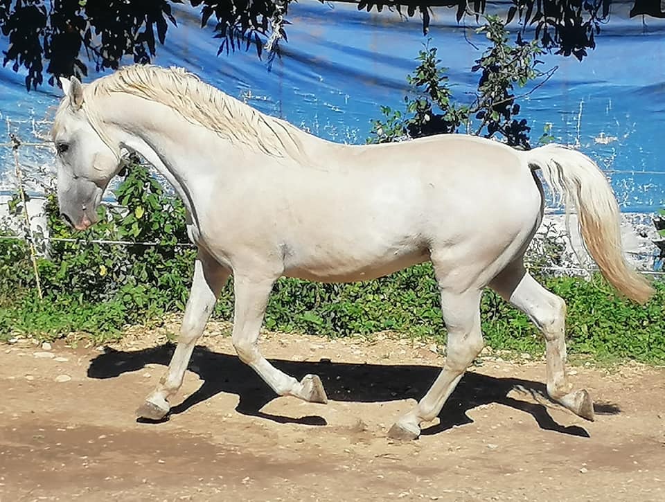 426 Maestoso Gratiosa II