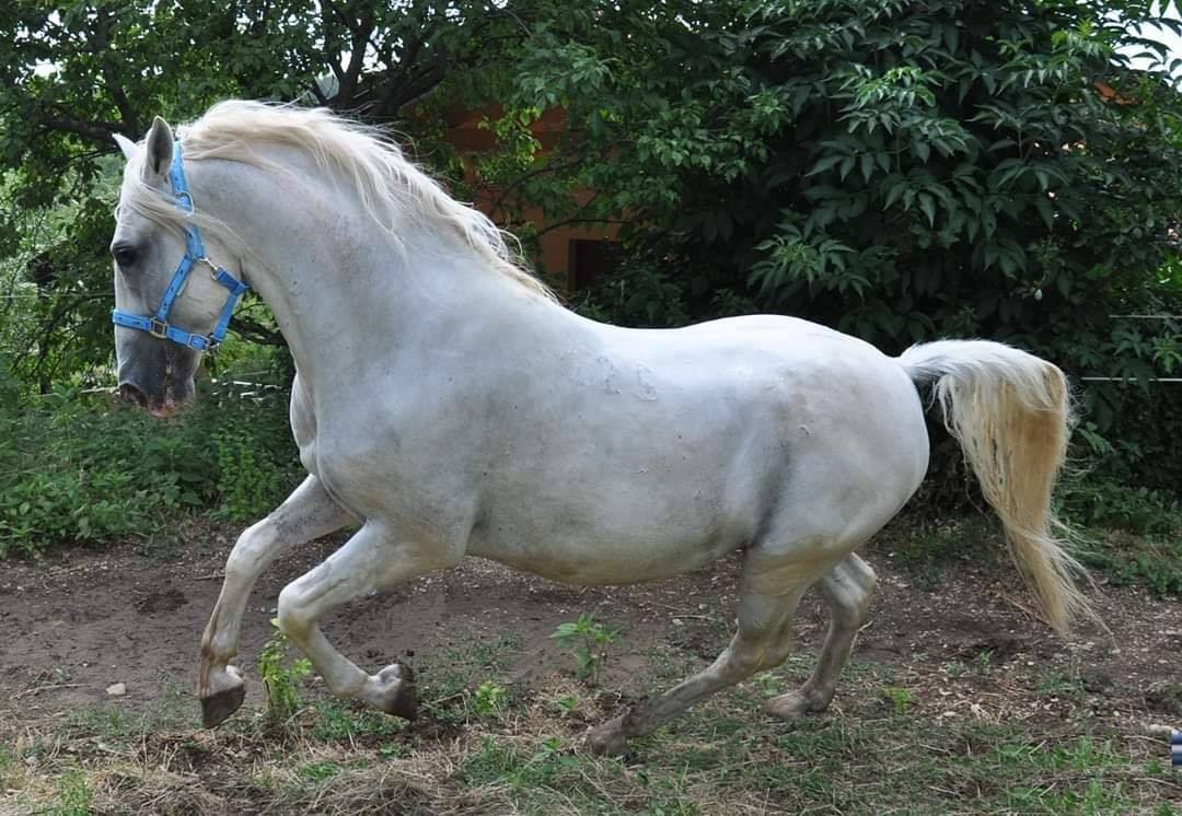 426 Maestoso Gratiosa II
