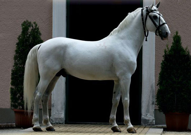 4325 Incitato XIII-22 (XV. tm)