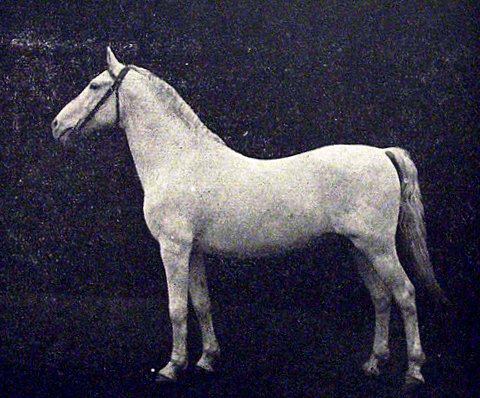 432 Siglavy Monterosa