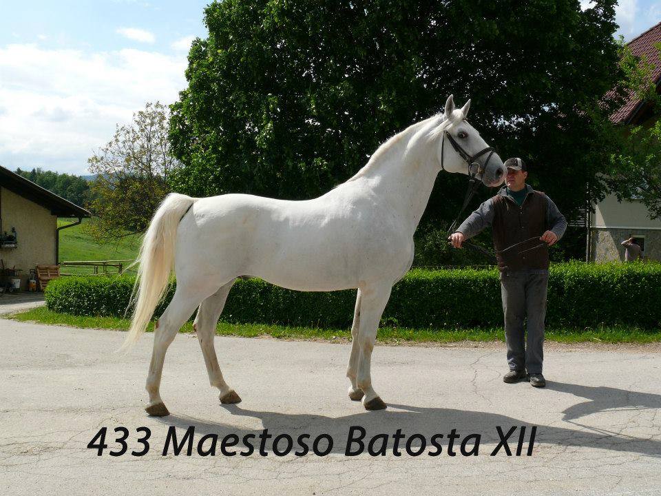 433 Maestoso Batosta XII-1