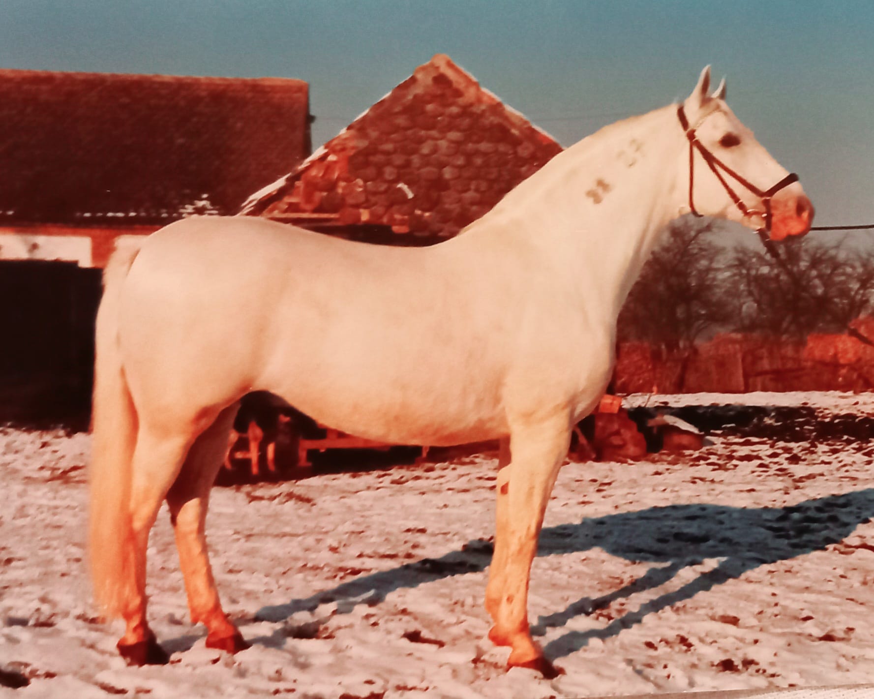 433 Favory Omorika XII