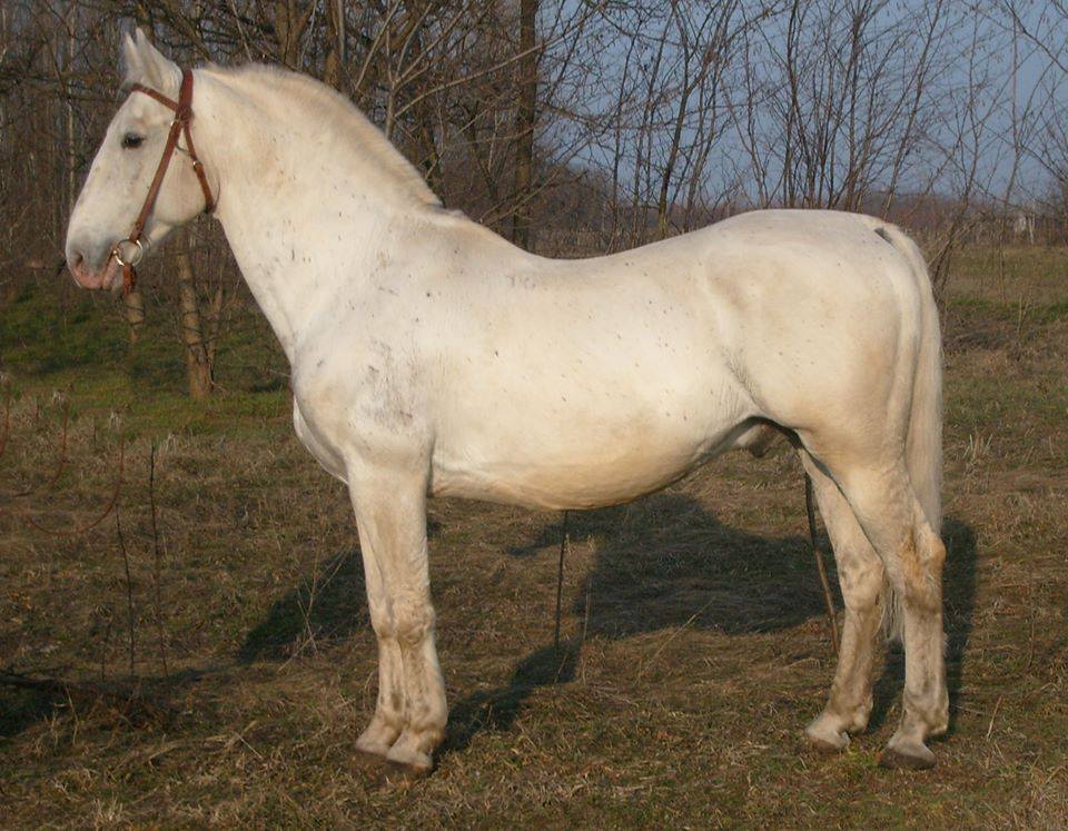 4378 Maestoso Mambó