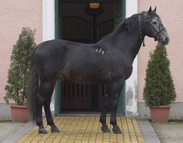 4401 Favory XXVII-23