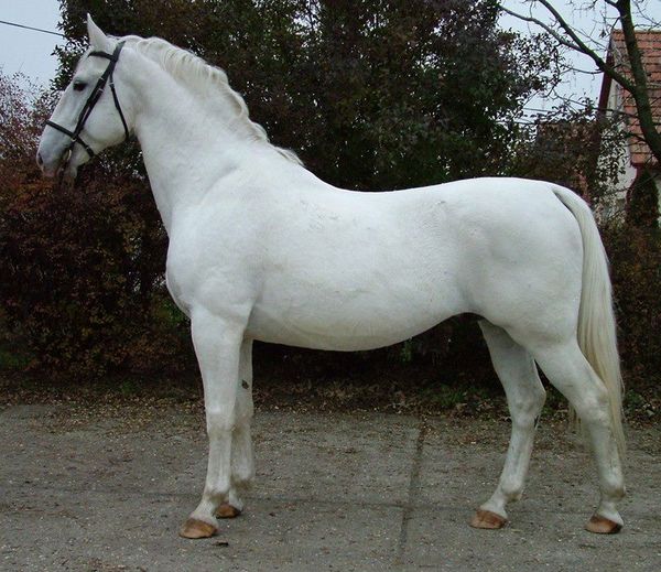 4414 Maestoso XXX-37