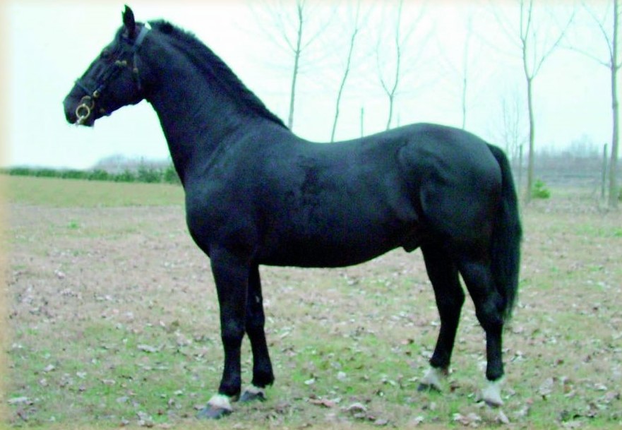 4419 Siglavy Capriola Sirius