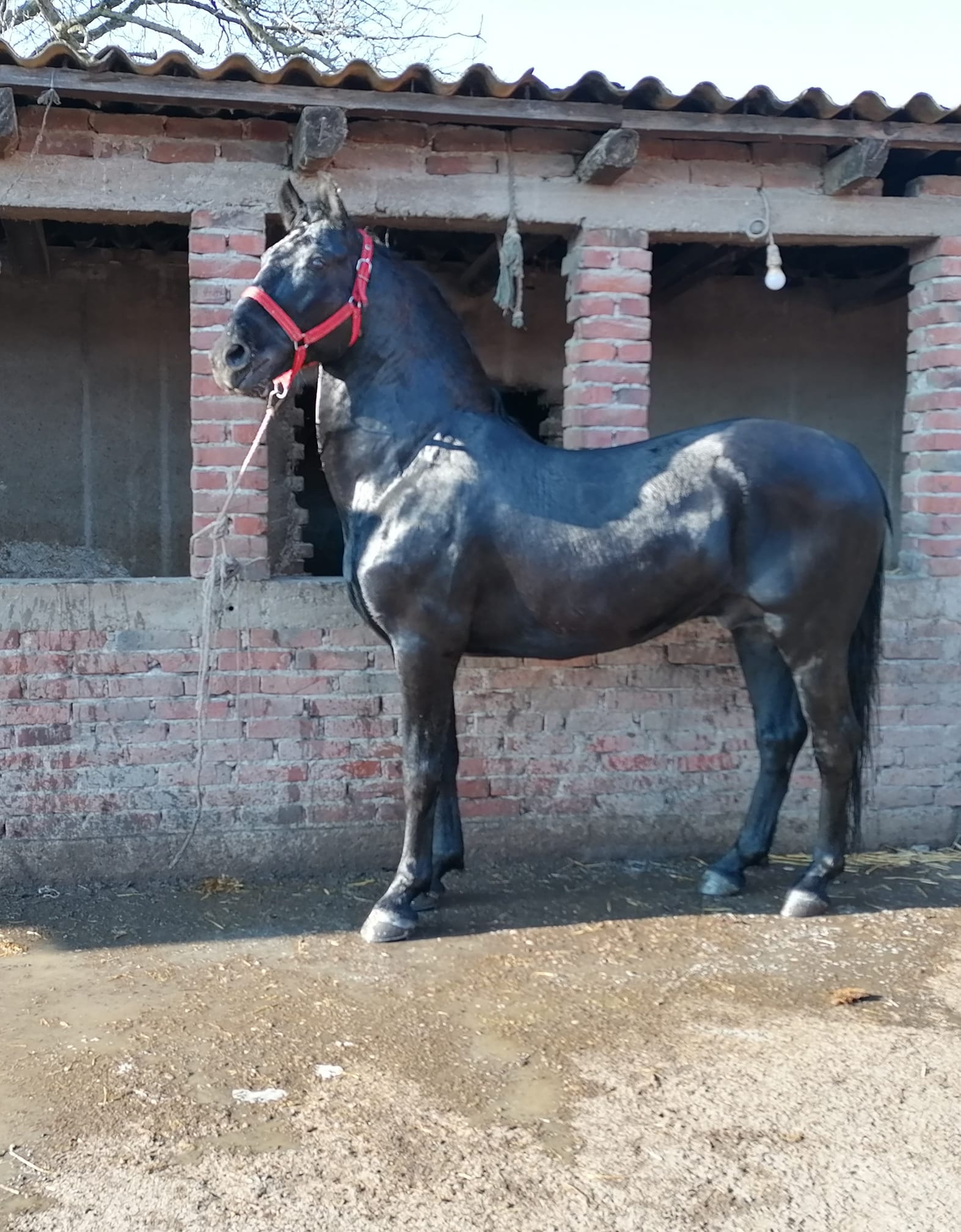 441 Tulipan Gaetana XVII-3