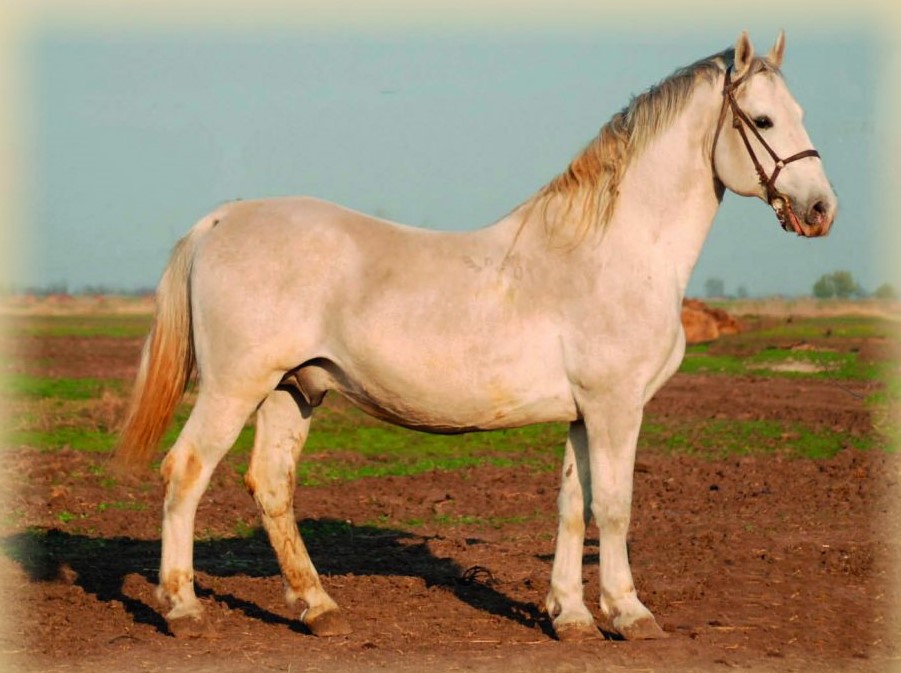 4428 Maestoso XXX-58