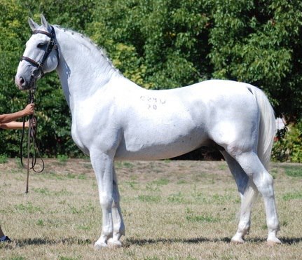 4492 Conversano XXIV-70