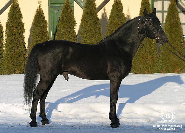 231 Conversano X Clea (4504 C. XXVI)