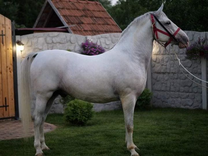 465 Conversano Allegra II-2